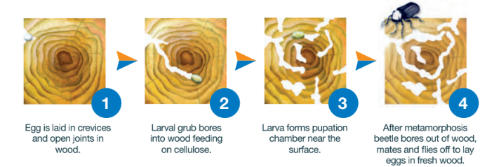 Detecting Active Woodworm In Your Home Peter Cox Blog Detecting Active Woodworm In Your Home Peter Cox Blog
