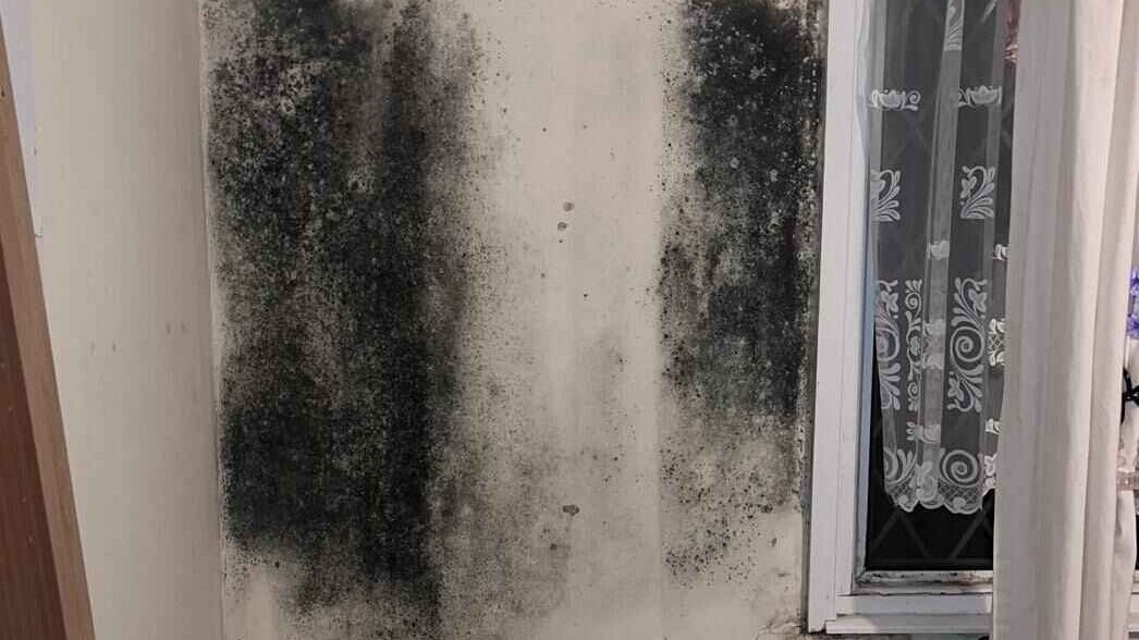 A white wall with large patches of black mold growth near a window with partially open white curtains. The mold appears in streaks and spots, suggesting moisture damage.