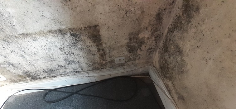 A room corner with heavy black mold growth on the white walls near an electrical outlet, with a black cable lying on the dark carpeted floor.