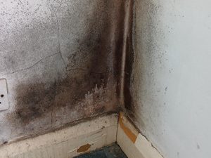 A corner of a room with white walls is covered in dark black and brown mold, extending from the skirting board up the wall.
