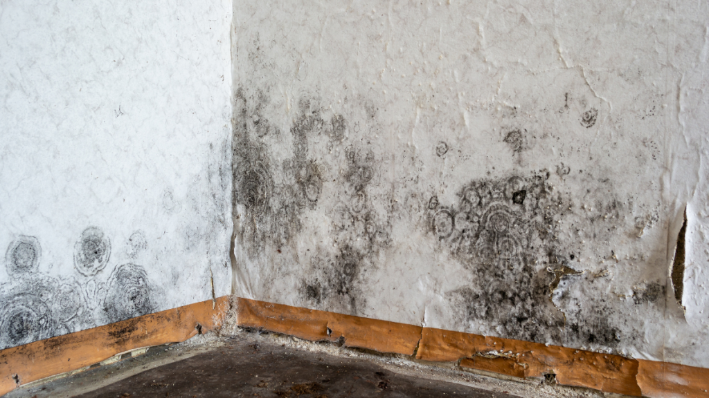 A corner of a room with peeling wallpaper and extensive black mold growth on the walls above a worn baseboard.