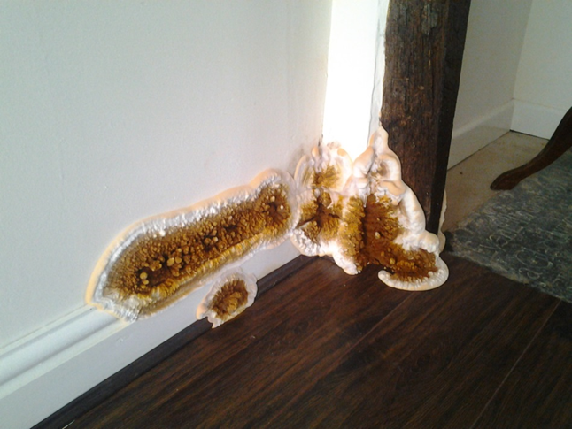 Dry rot on the skirt of the wall