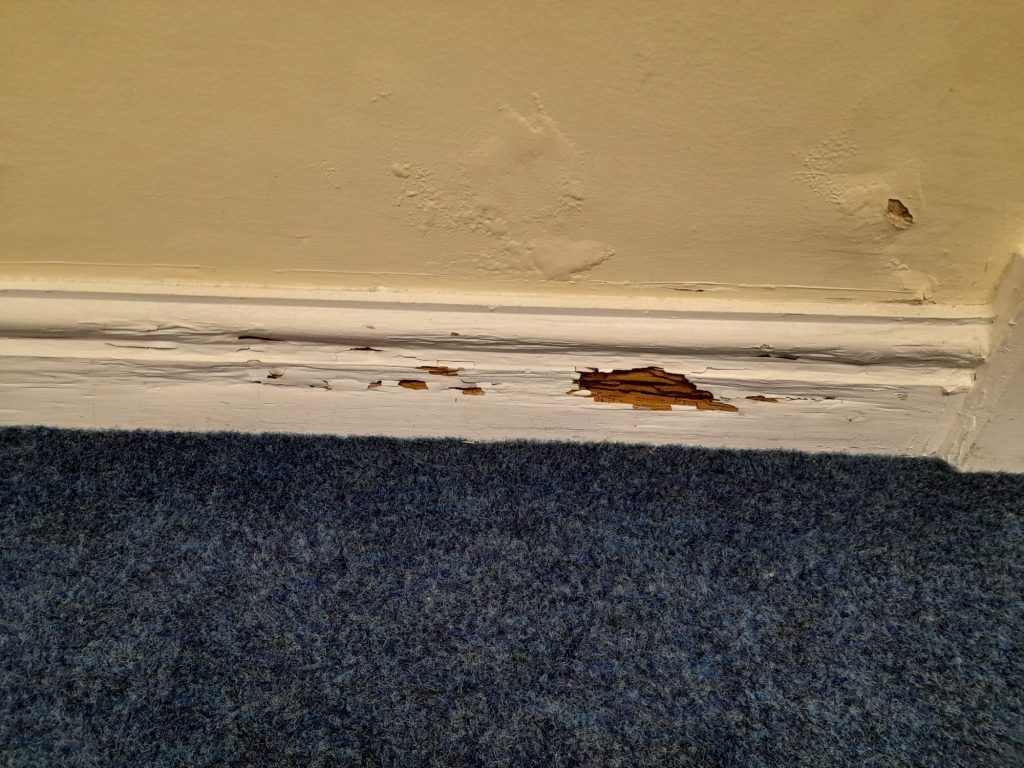wet rot on skirting board
