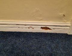 Rotten and Damp Skirting Boards