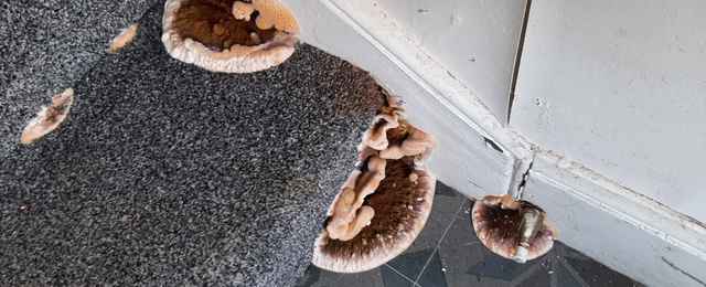 Dry rot fruiting bodies are a clear sign of a serious problem which needs to be addressed as soon as possible in order to prevent any further spreading of the infection.