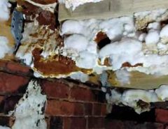 dry rot spreading in a house