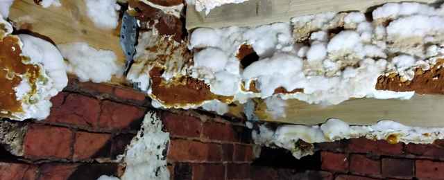 dry rot spreading in a house