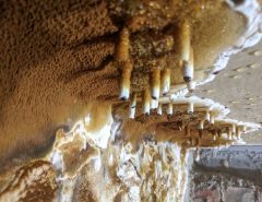 Severe fungal decay on property timber beams showing advanced structural rot and wood deterioration