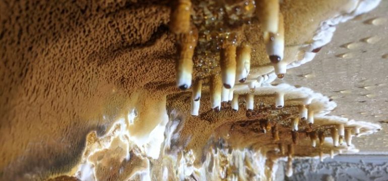 Severe fungal decay on property timber beams showing advanced structural rot and wood deterioration