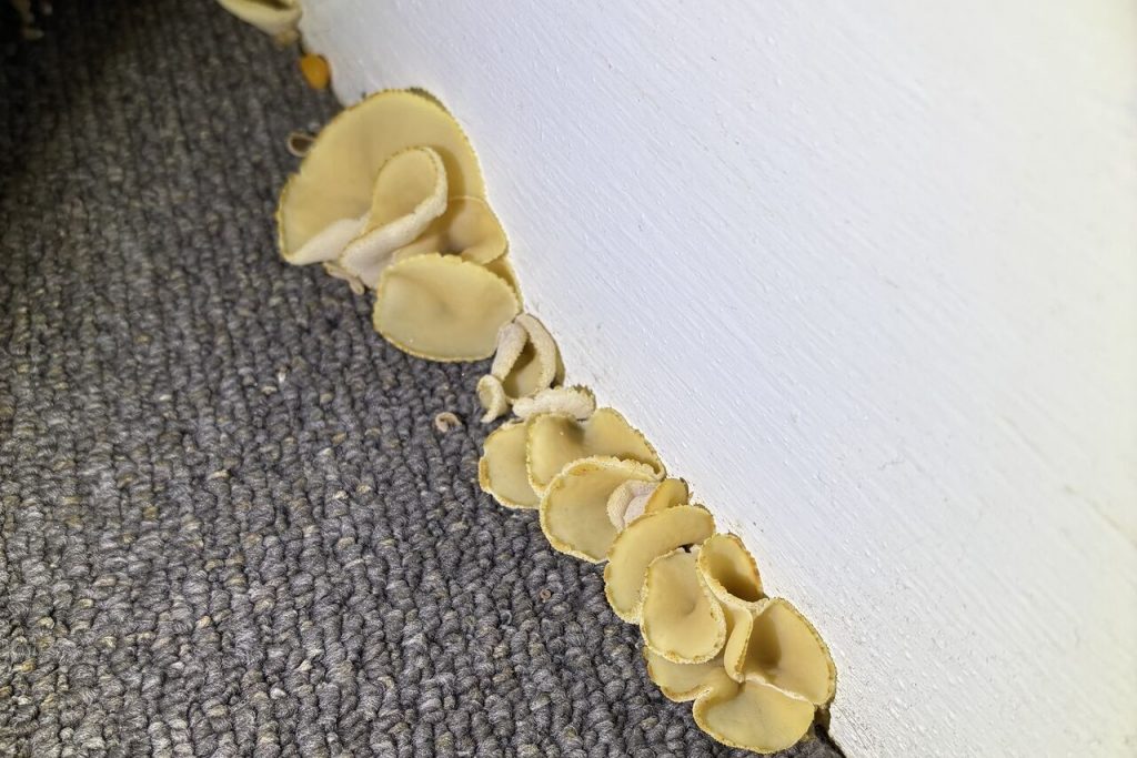 Brown cup-shaped plaster fungus Peziza growing out of a damp internal wall and skirting board