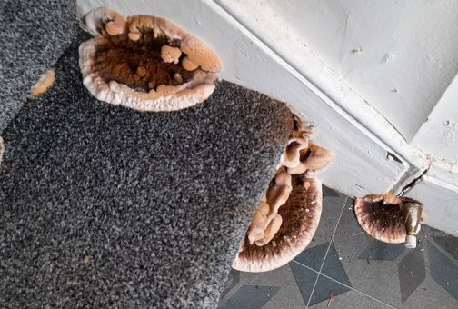 Dry rot growing in the wall next to the steps
