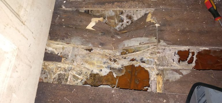 Dry Rot Under Floorboards