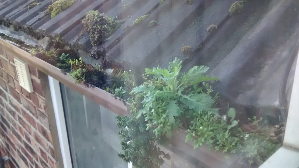 Moss or algae growth around rooftop