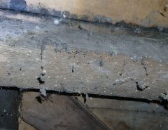 Woodworm in a house