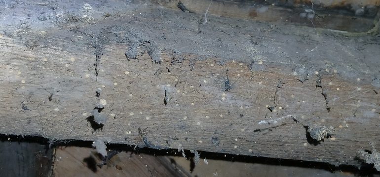 Woodworm in a house