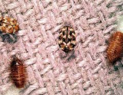 Carpet Beetle&Larvae