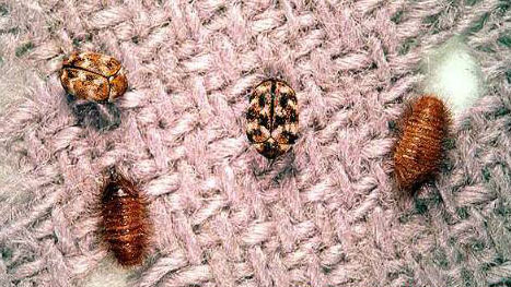 Carpet Beetle&Larvae